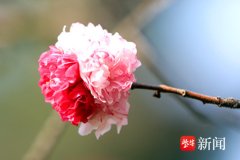 ag九游会官方只有枝端上有一朵花终点有数：花蕊呈红色-九游会J9·(china)官方网站-真人游戏第一品牌